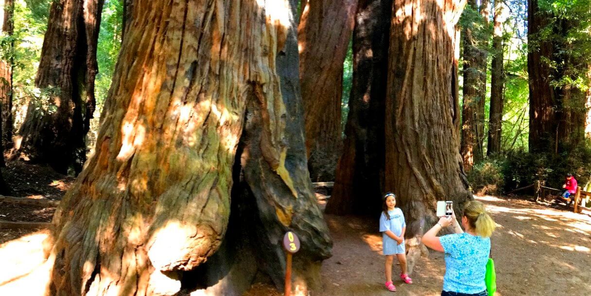 Big-Basin-redwoods-silicon- valley-tours